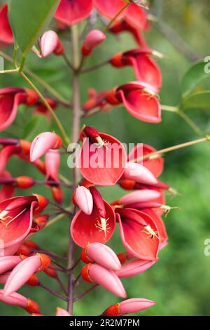 Wunderschöne frühlingsrosafarbene Blumen, umgeben von üppigem Grün Stockfoto