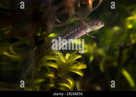 Baby Palmate Molch aus einem Teich in Großbritannien, Spring Stockfoto