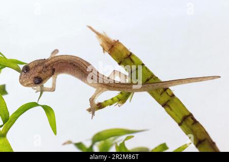 Baby Palmate Molch aus einem Teich in Großbritannien, Spring Stockfoto