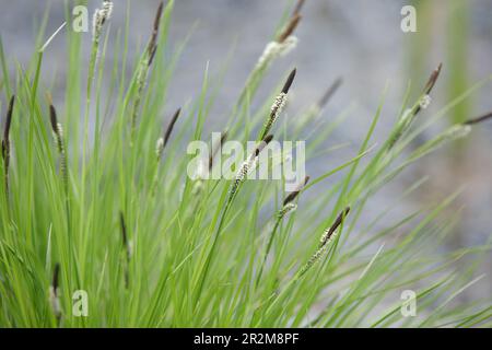 Carex cespitosa. Keil. Blühende, flauschige Spikelets aus Sedge. Junges grünes Gras. Frühlingsgras, Unkraut auf einem unscharfen natürlichen Hintergrund Stockfoto