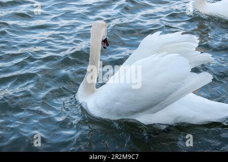 wien, österreich - 04. april 2023: Stummer Schwan läuft in der donau Stockfoto