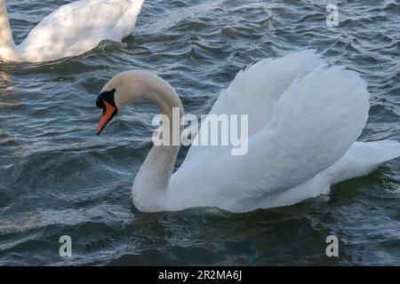 wien, österreich - 04. april 2023: Stummer Schwan läuft in der donau Stockfoto