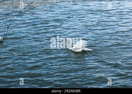 wien, österreich - 04. April 2023: Stummer Schwan läuft im Fluss, Gruppenzusammensetzung an der donau Stockfoto