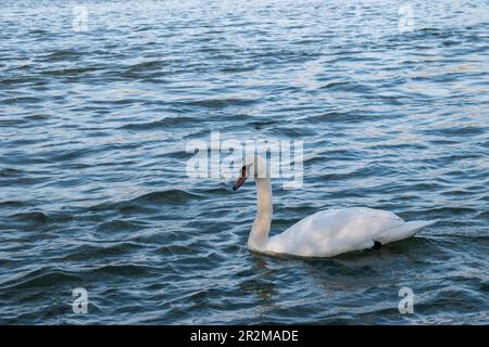 wien, österreich - 04. April 2023: Stummer Schwan läuft im Fluss, Gruppenzusammensetzung an der donau Stockfoto