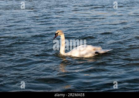 wien, österreich - 04. April 2023: Stummer Schwan läuft im Fluss, Gruppenzusammensetzung an der donau Stockfoto