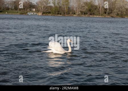 wien, österreich - 04. april 2023: Stummer Schwan läuft im Fluss, Zusammensetzung nach donau und Natur Stockfoto