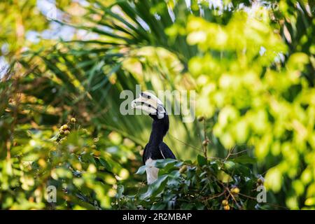 Ausgewachsener männlicher orientalischer Rattenschwanz, der eine Longanfrucht aus einem Garten in Singapur isst Stockfoto