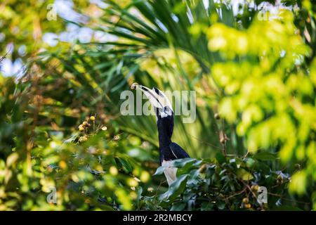 Ausgewachsener männlicher orientalischer Rattenschwanz, der eine Longanfrucht aus einem Garten in Singapur isst Stockfoto