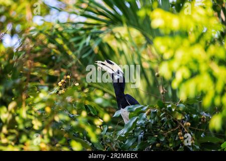 Ausgewachsener männlicher orientalischer Rattenschwanz, der eine Longanfrucht aus einem Garten in Singapur isst Stockfoto