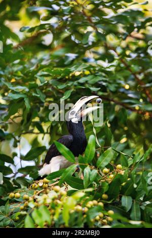 Eine orientalische Rattenhornvogel, die eine Longanfrucht aus einem Garten in Singapur isst Stockfoto