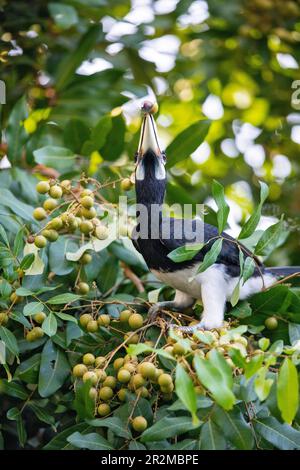 Eine orientalische Rattenhornvogel, die eine Longanfrucht aus einem Garten in Singapur isst Stockfoto