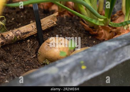 ÖSTERREICH, WIEN - 27. April 2023 Anbau, Kartoffeln - Ernte von Neukartoffeln auf einem Kartoffelfeld Stockfoto