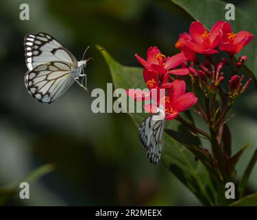 Ein Paar weiße Schmetterlinge auf roter Blume Stockfoto