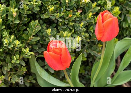 wien, österreich - 9. april 2023: Gartentulpe, Pflanze, in wien, österreich. (Verschwommener Hintergrund) Stockfoto