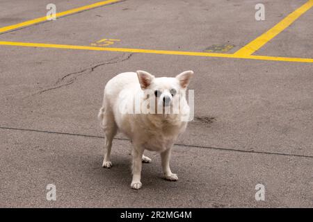 amerikanischer eskimo-Hund, Hunderasse, städtische Haustiere auf der Straße in der Stadt wien Stockfoto