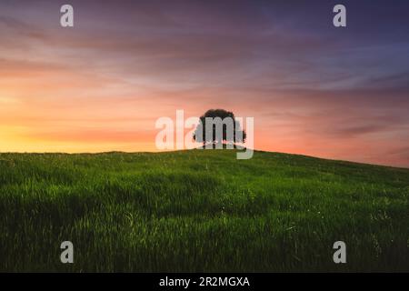 Holm Eiche auf dem Hügel bei Sonnenuntergang im Frühling. Pieve a Salti, Buonconvento, Provinz Siena, Toskana Stockfoto