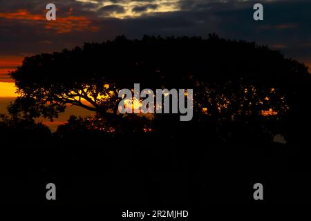 Wunderschöner farbenfroher Sonnenuntergang am Horizont durch einen typisch afrikanischen Baum in Simbabwe in der Region Marondera auf dem Weg nach Harare Stockfoto