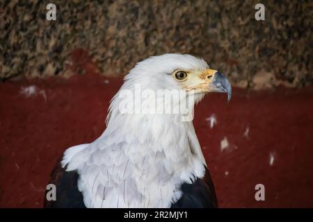 Der Weißkopfseeadler (lateinisch: Haliaeetus leucocephalus) ist ein Raubvogel, der in Nordamerika und südafrikanischen Ländern zu finden ist und in Simbabwe aufgenommen wurde Stockfoto