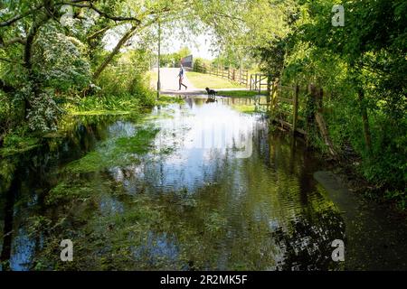 Eton Wick, Windsor, Großbritannien. 20. Mai 23. Der Roundmoor Graben Bach in Eton Wick ist wieder überflutet und bietet Wanderern Zugang zum Jubilee River Fußweg von Eton Wick, der nur mit dem Fahrrad oder in wellington Stiefeln zugänglich ist. Die nahegelegene Brücke über den Jubilee River wird regelmäßig von Einheimischen genutzt, die nach Asda in Cippenham gehen, um ihre Lebensmittel einzukaufen. Der Roundmoor-Graben ist schon einmal übergelaufen, als das Wasser der Themse angeblich überschüssiges Wasser aus der nahegelegenen Kläranlage der Themse in den Fluss gepumpt hat. Kredit: Maureen McLean/Alamy Live News Stockfoto