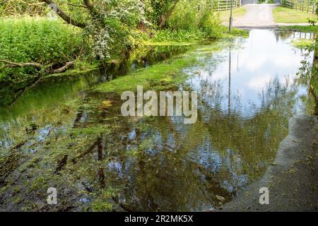 Eton Wick, Windsor, Großbritannien. 20. Mai 23. Der Roundmoor Graben Bach in Eton Wick ist wieder überflutet und bietet Wanderern Zugang zum Jubilee River Fußweg von Eton Wick, der nur mit dem Fahrrad oder in wellington Stiefeln zugänglich ist. Die nahegelegene Brücke über den Jubilee River wird regelmäßig von Einheimischen genutzt, die nach Asda in Cippenham gehen, um ihre Lebensmittel einzukaufen. Der Roundmoor-Graben ist schon einmal übergelaufen, als das Wasser der Themse angeblich überschüssiges Wasser aus der nahegelegenen Kläranlage der Themse in den Fluss gepumpt hat. Kredit: Maureen McLean/Alamy Live News Stockfoto