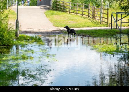 Eton Wick, Windsor, Großbritannien. 20. Mai 23. Der Roundmoor Graben Bach in Eton Wick ist wieder überflutet und bietet Wanderern Zugang zum Jubilee River Fußweg von Eton Wick, der nur mit dem Fahrrad oder in wellington Stiefeln zugänglich ist. Die nahegelegene Brücke über den Jubilee River wird regelmäßig von Einheimischen genutzt, die nach Asda in Cippenham gehen, um ihre Lebensmittel einzukaufen. Der Roundmoor-Graben ist schon einmal übergelaufen, als das Wasser der Themse angeblich überschüssiges Wasser aus der nahegelegenen Kläranlage der Themse in den Fluss gepumpt hat. Kredit: Maureen McLean/Alamy Live News Stockfoto