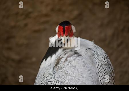 Der Weißohr-Fasan (Crossoptilon crossoptilon), auch bekannt als Dolans-Ohrfasan oder Bienenfasan in ihrem natürlichen Lebensraum in der afrikanischen Savanne Stockfoto