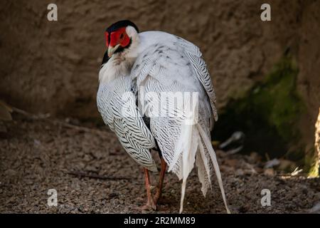 Der Weißohr-Fasan (Crossoptilon crossoptilon), auch bekannt als Dolans-Ohrfasan oder Bienenfasan in ihrem natürlichen Lebensraum in der afrikanischen Savanne Stockfoto