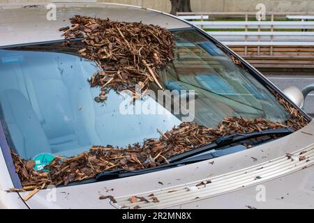 österreich, wien - 20. April 2023: Heckscheibe - schmutzige Windschutzscheibe mit staubbeschichtetem Glas, Motorhaube und Scheibenwischern. Stockfoto