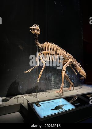 Leiden, Niederlande - 18. Juni 2022: Lebensgroßes Skelett von Edmontosaurus im Naturalis Biodiversity Center Stockfoto