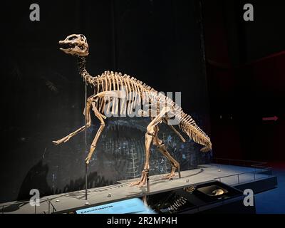 Leiden, Niederlande - 18. Juni 2022: Lebensgroßes Skelett von Edmontosaurus im Naturalis Biodiversity Center Stockfoto