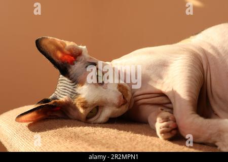 Süße Sphynx-Katze, die zu Hause auf dem Stuhl ruht Stockfoto