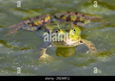 Porträt eines essbaren Frosches im botanischen Garten in Kassel Stockfoto