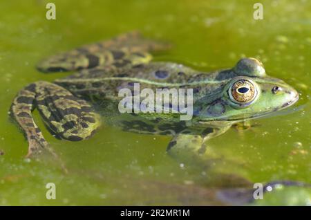 Porträt eines essbaren Frosches im botanischen Garten in Kassel Stockfoto