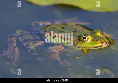 Porträt eines essbaren Frosches im botanischen Garten in Kassel Stockfoto