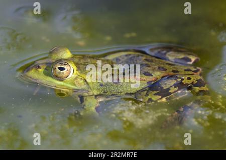 Porträt eines essbaren Frosches im botanischen Garten in Kassel Stockfoto