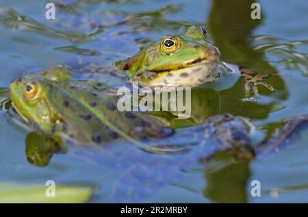 Porträt eines essbaren Frosches im botanischen Garten in Kassel Stockfoto