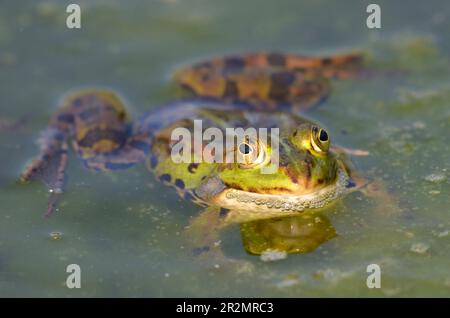 Porträt eines essbaren Frosches im botanischen Garten in Kassel Stockfoto