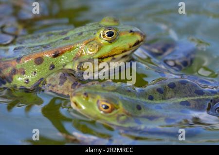 Porträt eines essbaren Frosches im botanischen Garten in Kassel Stockfoto