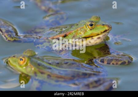 Porträt eines essbaren Frosches im botanischen Garten in Kassel Stockfoto