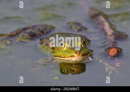 Porträt eines essbaren Frosches im botanischen Garten in Kassel Stockfoto