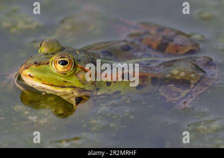 Porträt eines essbaren Frosches im botanischen Garten in Kassel Stockfoto