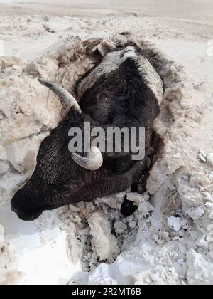 (230520) -- SUKHBAATAR, 20. Mai 2023 (Xinhua) -- Dieses Foto, das am 20. Mai 2023 aufgenommen wurde, zeigt, dass ein Stier in der östlichen Provinz Sukhbaatar, Mongolei, teilweise mit Schnee begraben ist. Schwere Schneestürme und starke Staubstürme in der Ost-Mongolei haben zwei Menschen getötet, sagte die National Emergency Management Agency (NEMA) des Landes am Samstag. "Insgesamt 127 Menschen, meist nomadische Hirten, verschwanden in den Staub- und Schneestürmen, die in den östlichen Provinzen Sukhbaatar und Khentii am Freitagmorgen begannen, 125 wurden lebend aufgefunden. Unglücklicherweise haben zwei Menschen bei den Stürmen ihr Leben verloren Stockfoto