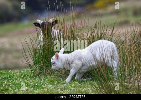 Frühjahr Lämmer Stockfoto