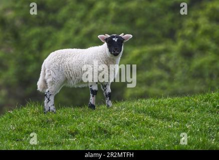 Frühjahr Lämmer Stockfoto