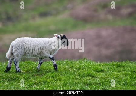 Frühjahr Lämmer Stockfoto