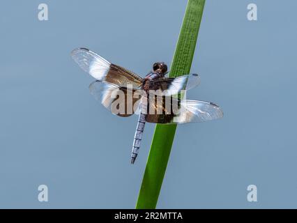 Eine wunderschöne Widow Skimmer Libelle hoch oben auf Ufervegetation in der Nähe einer Front Range im Feuchtgebiet von Colorado. Stockfoto