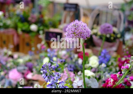 Madrid, Spanien. 20. Mai 2023. Blumen werden an den Blumenständen während des Straßenmarkts in Madrid ausgestellt. Der Blumenmarkt ist eine Veranstaltung, die die neuen Trends oder die besten Floristen zeigt. Auf diesem offenen Markt finden Sie eine große Auswahl an Blumen und verschiedene Kombinationen von Farben, Stilen und Düften. (Kreditbild: © Atilano Garcia/SOPA Images via ZUMA Press Wire) NUR REDAKTIONELLE VERWENDUNG! Nicht für den kommerziellen GEBRAUCH! Stockfoto