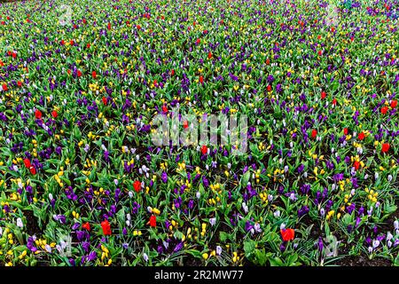 Bunte, riesige Frühlingsblumen, Feldhintergrund. Keukenhof, Niederlande Stockfoto