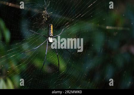 Große Spinne und großes Netz, Platz für Text Stockfoto