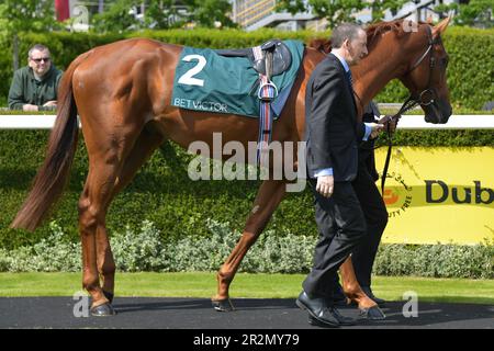 Newbury, Großbritannien. 20. Mai 2023 Bertinelli im Paradering, bevor er die 3,00 auf der Rennbahn Newbury, Großbritannien, gewonnen hat. Kredit: Paul Blake/Alamy Live News. Stockfoto